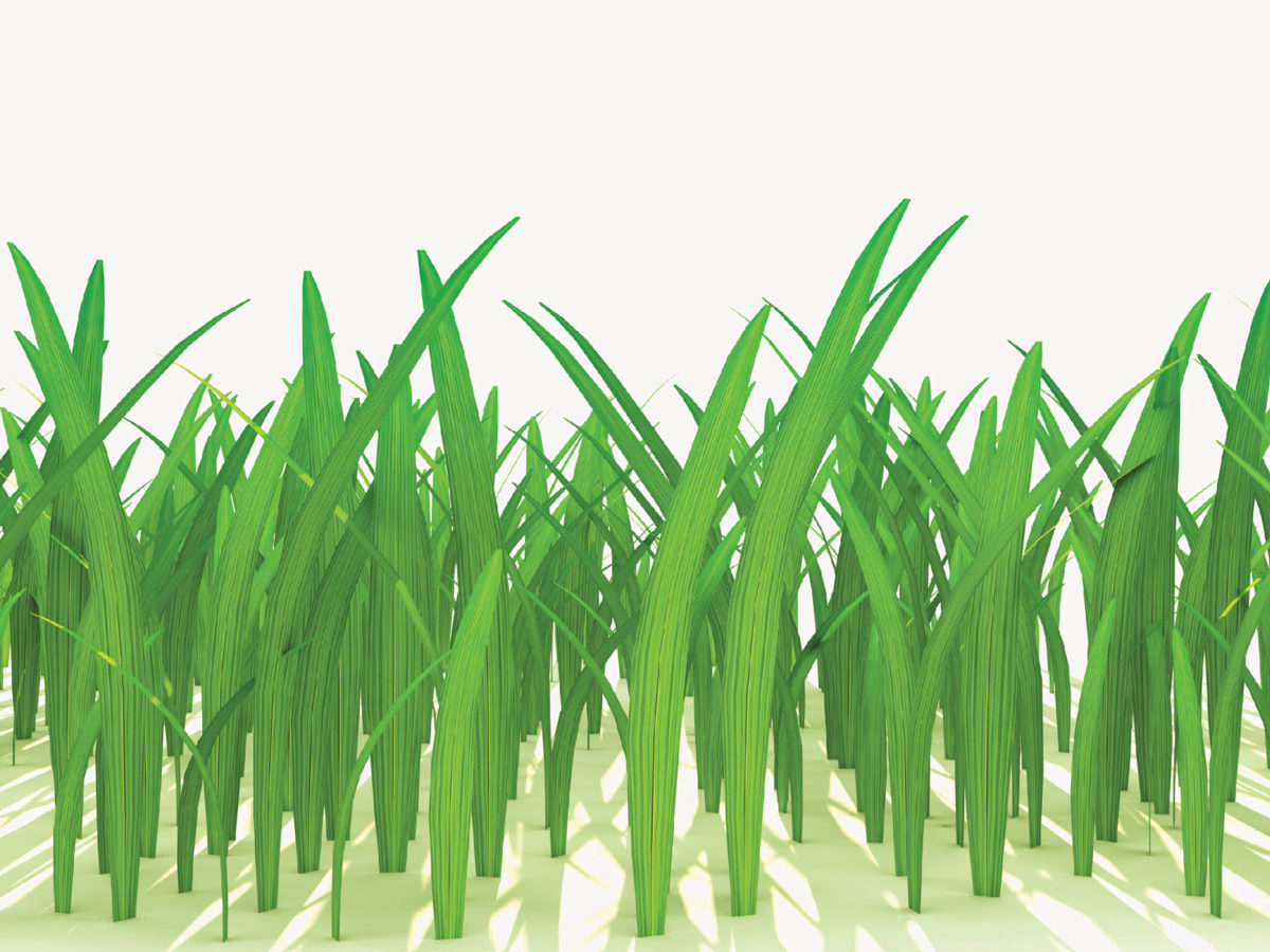 3D grass Backgrounds | 3D, Green, Nature, White Templates | Free PPT ...